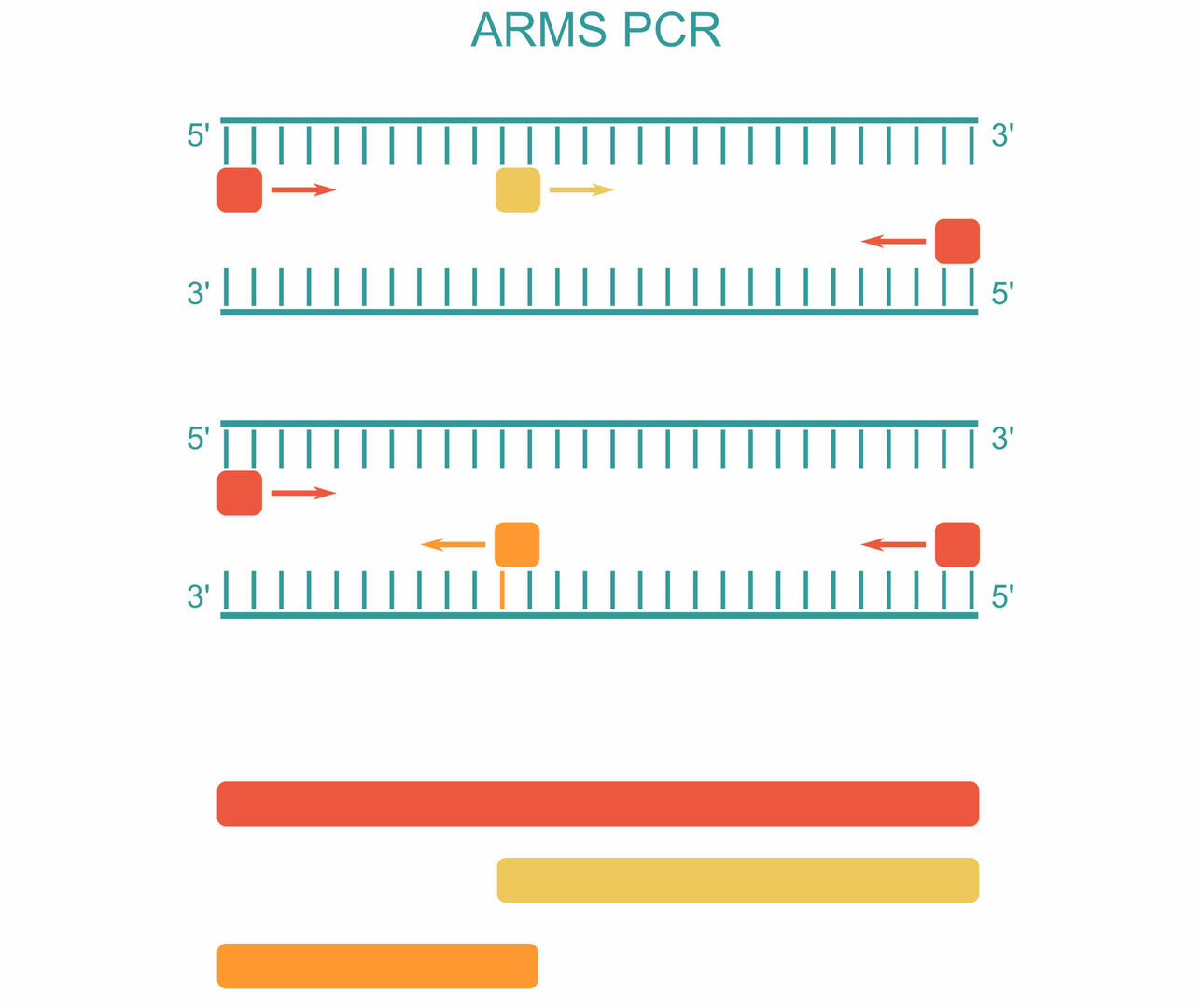 What is genotyping and how does it work? | INTEGRA