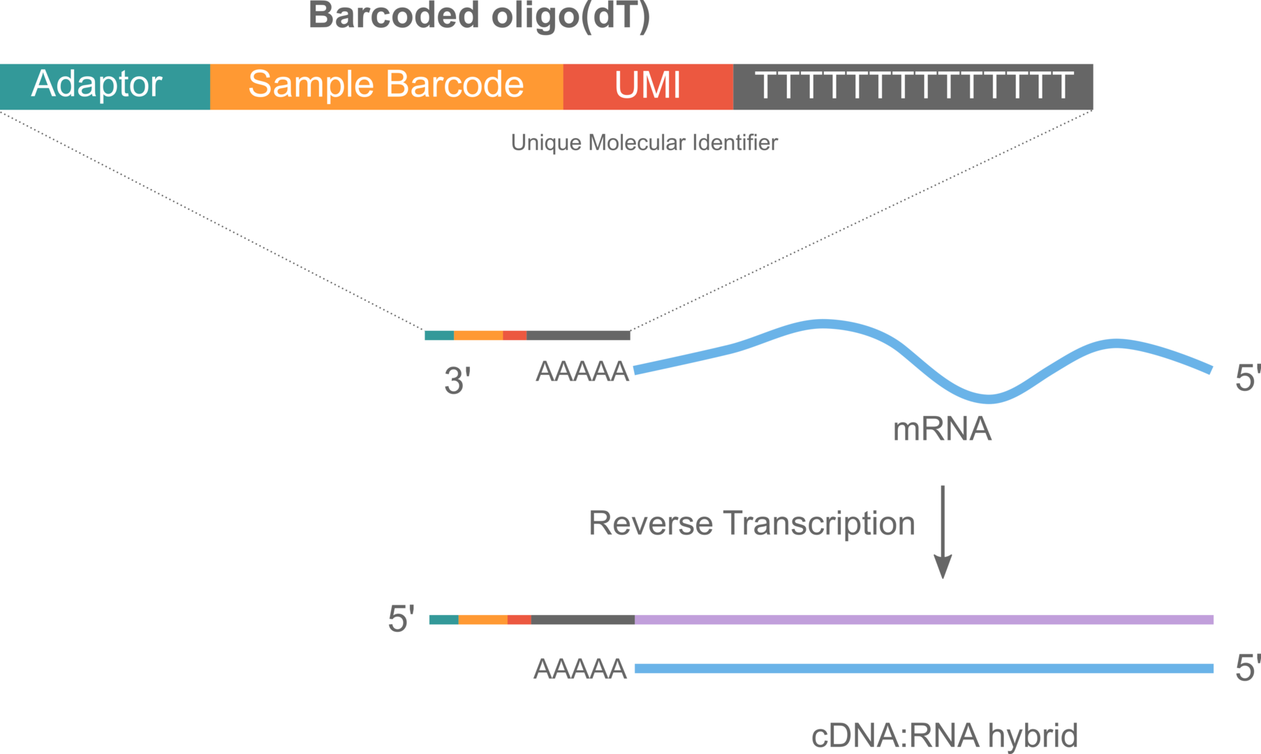 BRB-seq – the quick and cheaper future of RNA sequencing