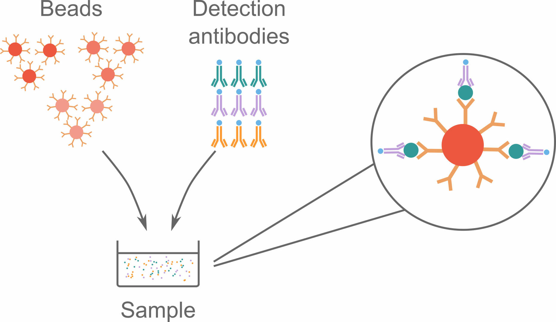 ELISA Vs Western Blot INTEGRA   Bead Based Immunoassay 