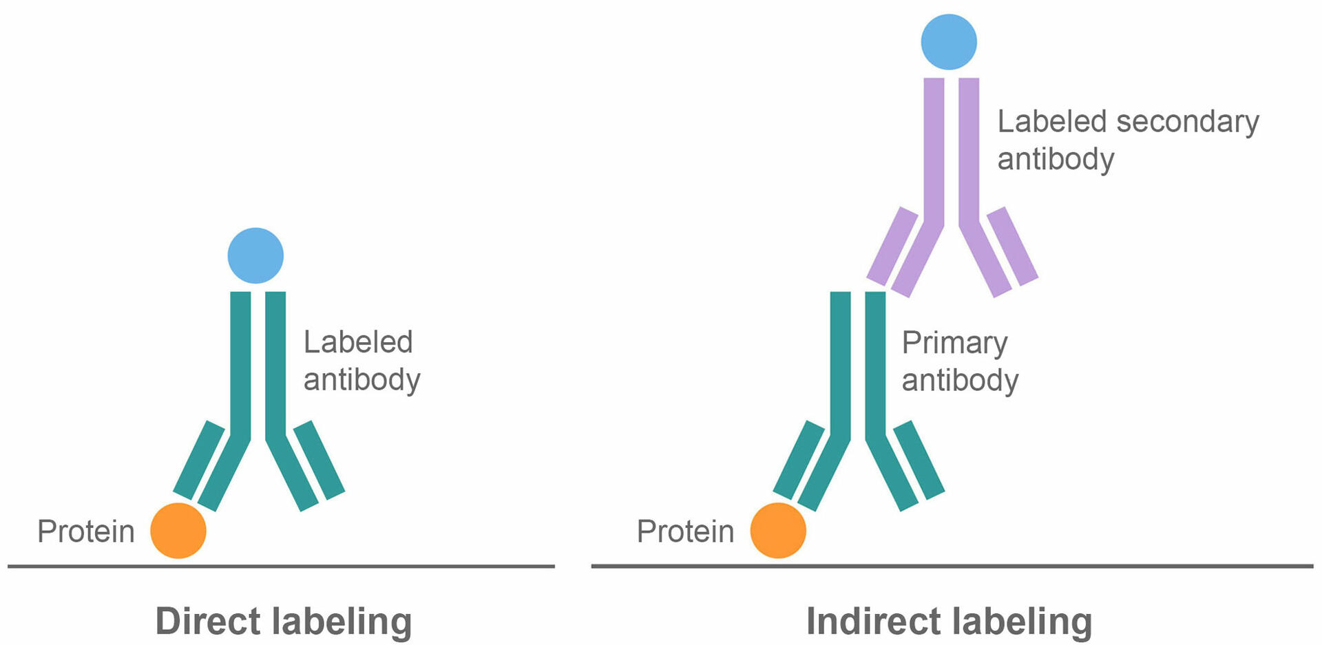 ELISA Vs Western Blot INTEGRA   Direct Indirect Labeling 