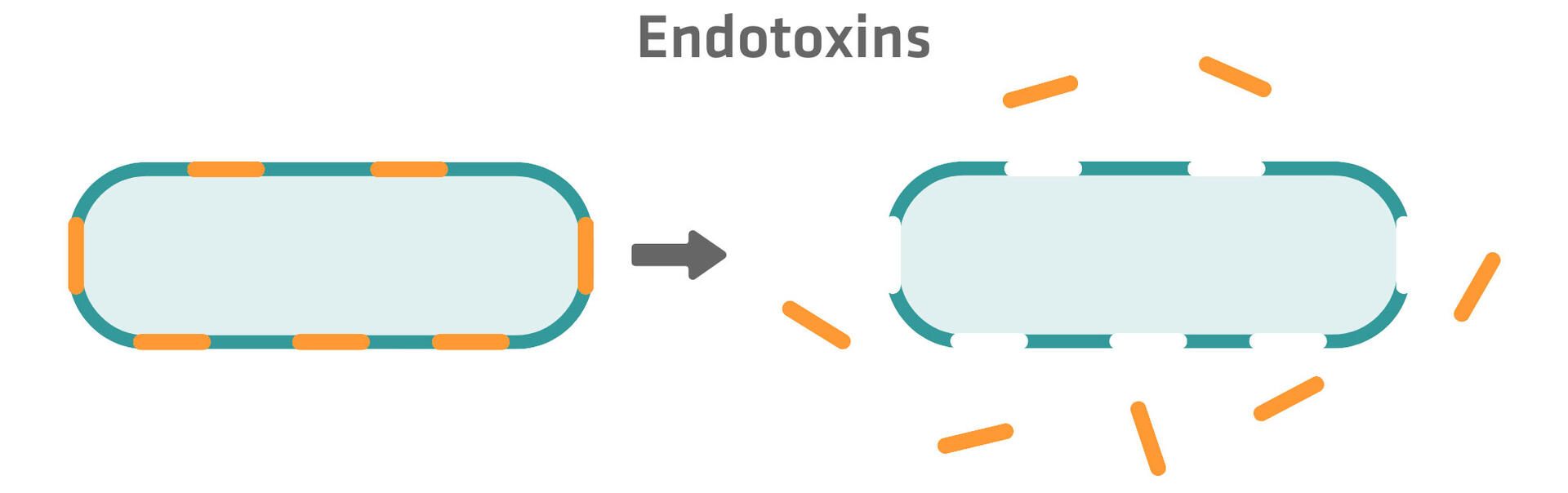 Endotoxins vs exotoxins: what is the difference? | INTEGRA