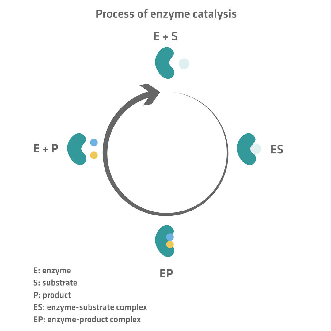 Enzyme Essentials: Definition, Functions And Types 