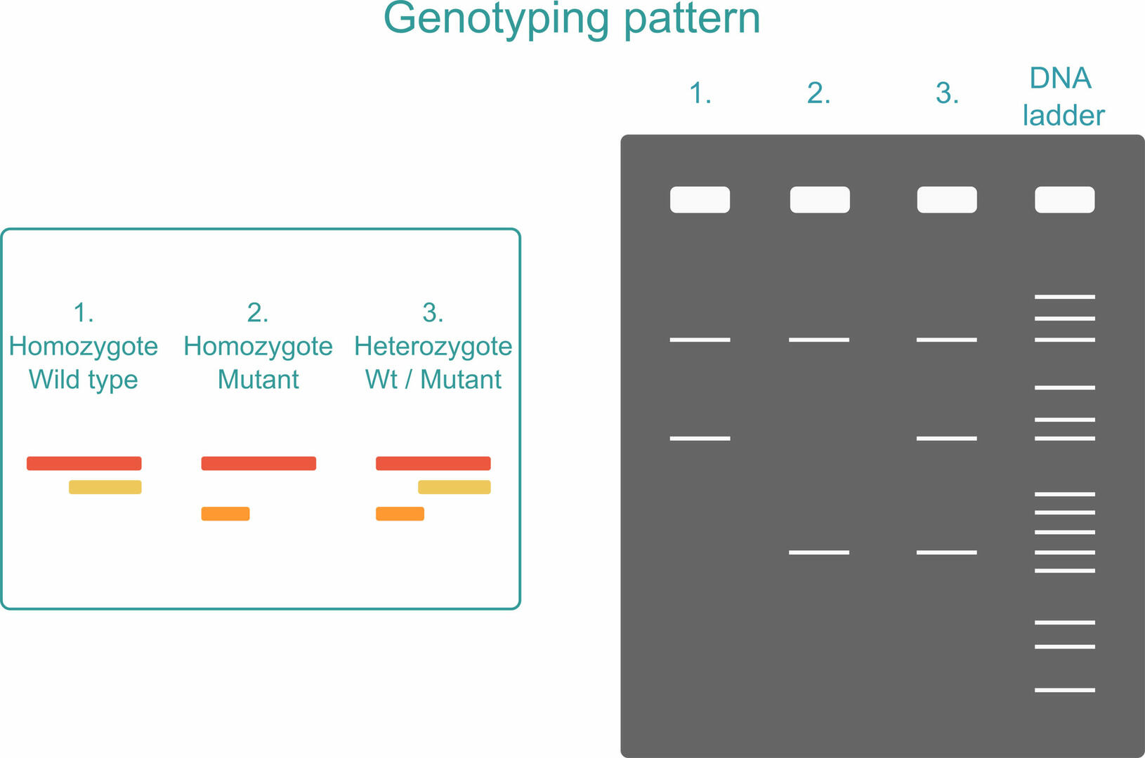 What is genotyping and how does it work? | INTEGRA