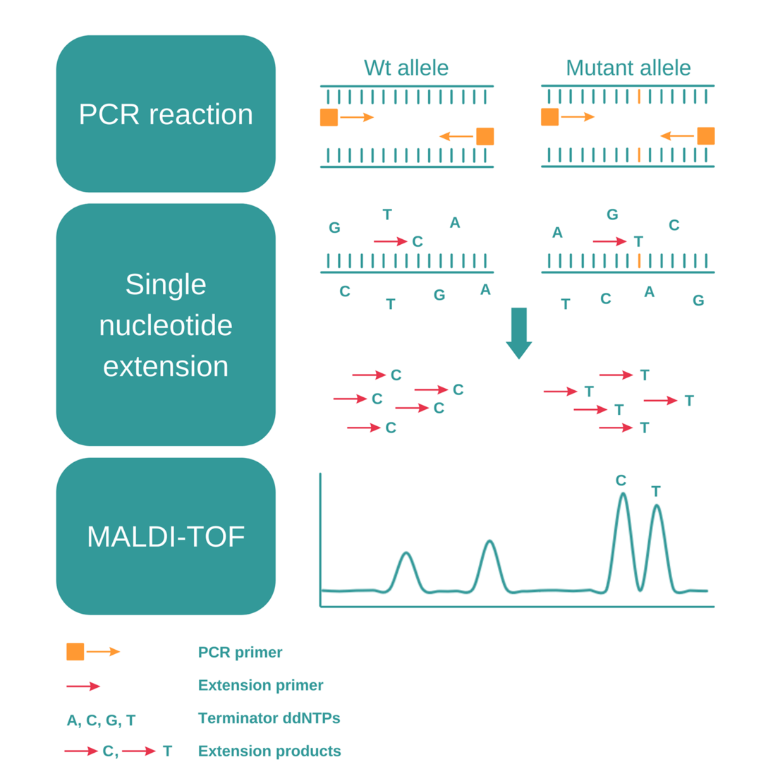 Genotyping – What It Is And How It Works | INTEGRA