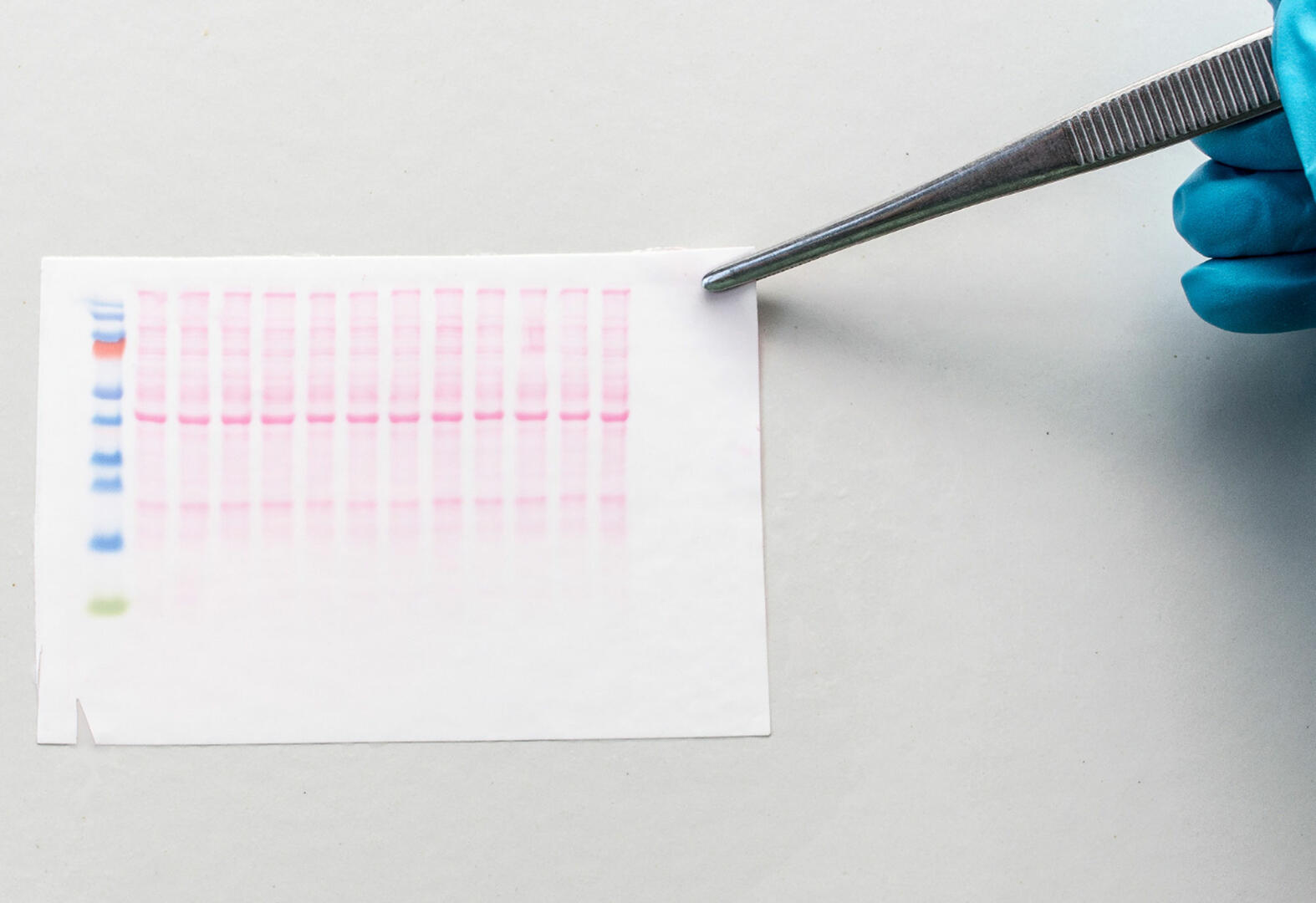 ELISA Vs Western Blot INTEGRA   Membrane 