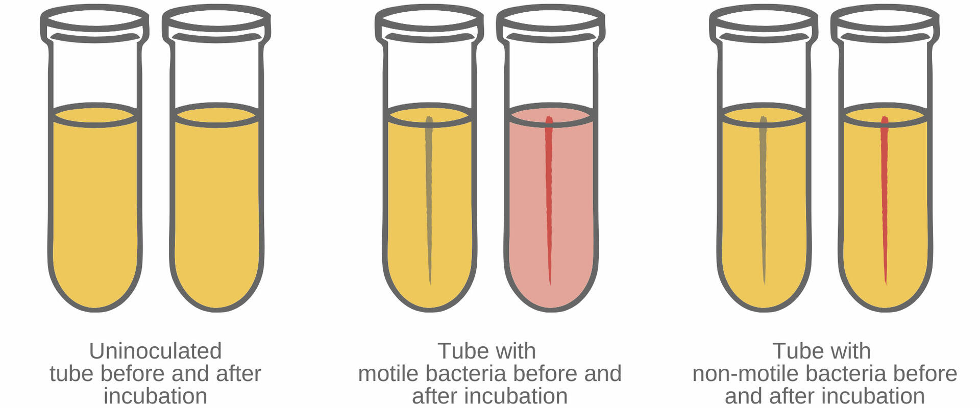 How To Culture Bacteria | INTEGRA