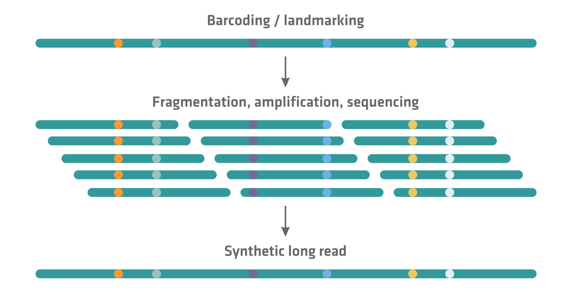 Short Read Vs Long Read Sequencing | INTEGRA