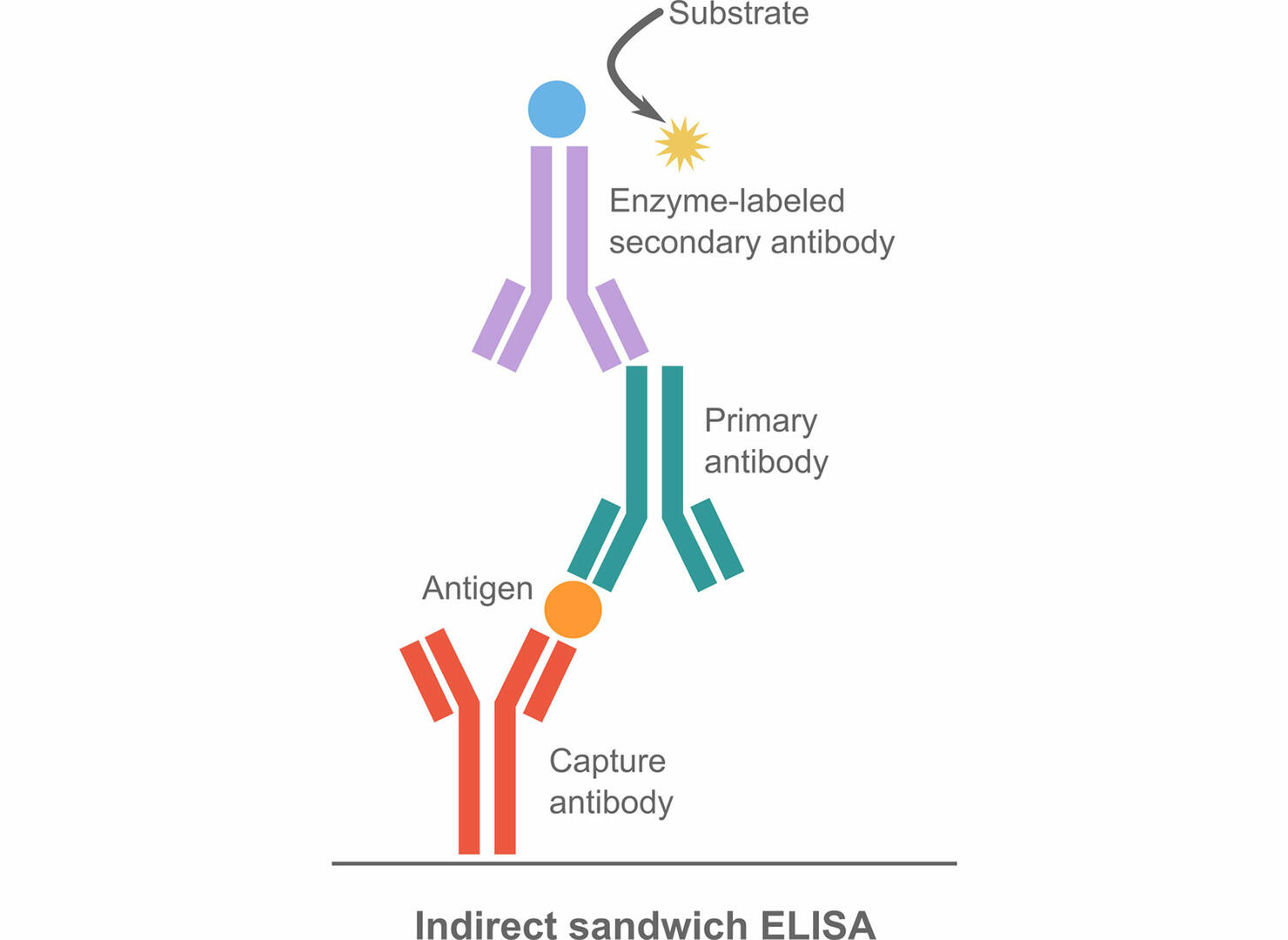 An introduction to the different types of ELISA tests | INTEGRA